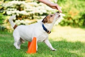 A dog receives a treat while running around a cone.