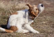 Dog allergy medication can help with a dog's constant itchiness, and other symptoms.