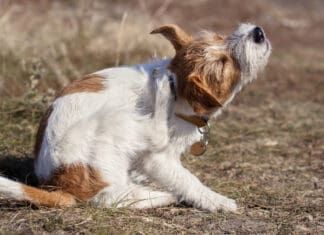 Dog allergy medication can help with a dog's constant itchiness, and other symptoms.