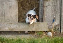 A rat terrier playing in a bar where there is a chance the dog could eat rat poison if unsupervised.