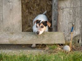 A rat terrier playing in a bar where there is a chance the dog could eat rat poison if unsupervised.