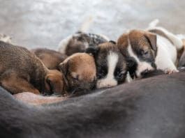 Dogs can get herpes, and have their own form of canine herpes that is often fatal for puppies.