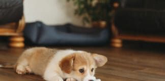 Inducing vomiting in dogs is a last resort when they've eaten something they shouldn't have.