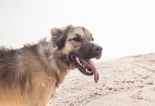 A dog who is panting and won't settle needs attention.