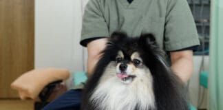A dog chiropractor makes an adjustment to a dog who licks their lips.