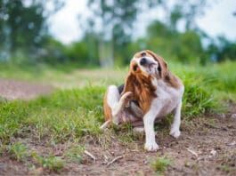 Bartonella in dogs is a bacterial infection believed to be spread by fleas.