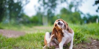 Bartonella in dogs is a bacterial infection believed to be spread by fleas.