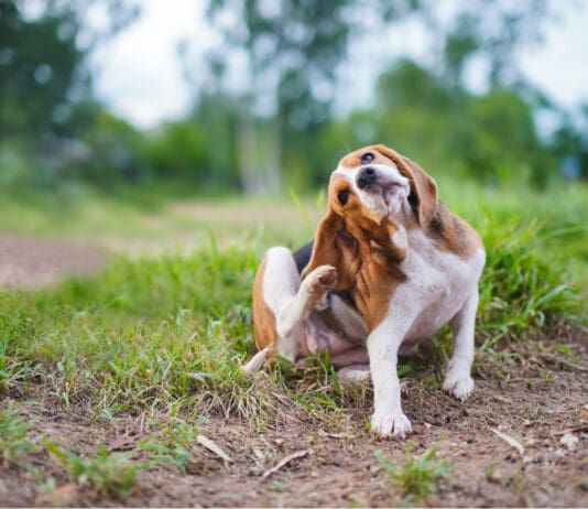 Bartonella in dogs is a bacterial infection believed to be spread by fleas.