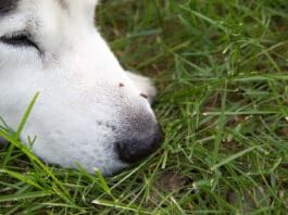Heartworms transmitted by mosquitos can dramatically lessen a dog's lifespan.