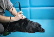 Pain Relief for Canine Arthritis eBook from Whole Dog Journal
