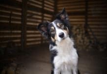 Positive Perspectives 2: Know Your Dog, Train Your Dog Book from Whole Dog Journal