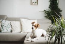 Reading Your Dog’s Body Language eBook from Whole Dog Journal