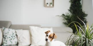 Reading Your Dog’s Body Language eBook from Whole Dog Journal