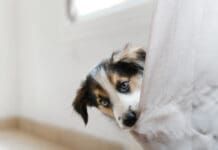 Separation Anxiety eBook from Whole Dog Journal
