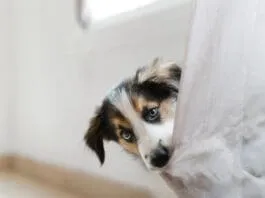 Separation Anxiety eBook from Whole Dog Journal