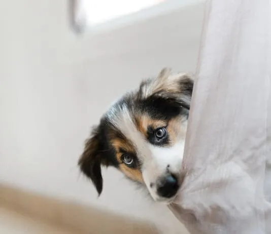 Separation Anxiety eBook from Whole Dog Journal