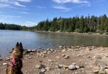 Parks and outdoor areas make for dog friendly vacations.