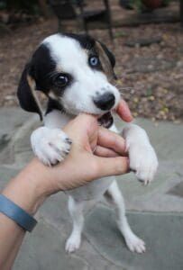A cute black and white puppy gnaws gently on a human's hand.