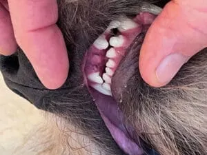 Boone is recovering nicely after surgery for his broken teeth.