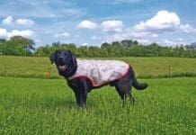Cooling vests for dogs can help to keep your pup comfortable on hot days or long hikes.