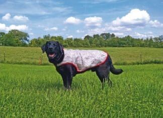 Cooling vests for dogs can help to keep your pup comfortable on hot days or long hikes.