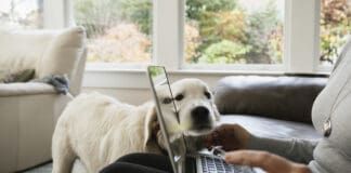 Looking for dog advice on online forums can be a bad idea.