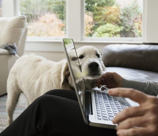 Looking for dog advice on online forums can be a bad idea.