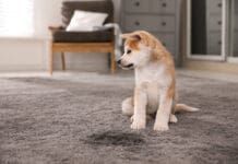 Urine stains can be a challenge to remove from carpet without the appropriate cleaners.