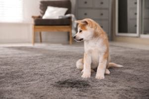 Urine stains can be a challenge to remove from carpet without the appropriate cleaners.