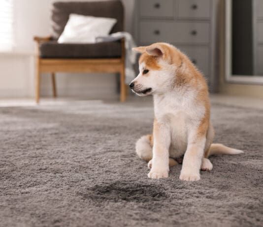 Urine stains can be a challenge to remove from carpet without the appropriate cleaners.