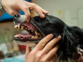Periodontal disease in dogs is a preventable health risk.