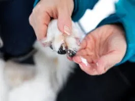 Dog paw balm helps protect dog paws from the environment.