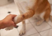 Natural antiseptic for dog wounds can promote and aid healing.