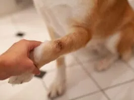 Natural antiseptic for dog wounds can promote and aid healing.