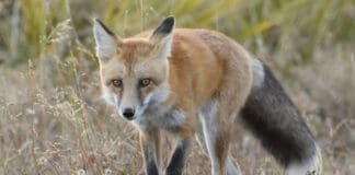 A fox can attack a dog, but it's very unlikely it will.