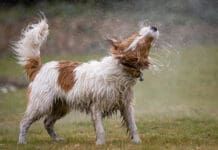 Dog ear infections can occur follow water in the ear.
