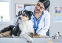 Early detection is important in treating kidney disease in dogs.