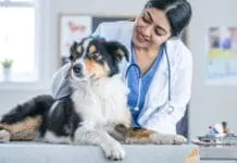Early detection is important in treating kidney disease in dogs.