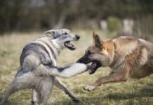 Rabies symptoms in dogs start with behavior changes, progress to aggression, and then paralysis.