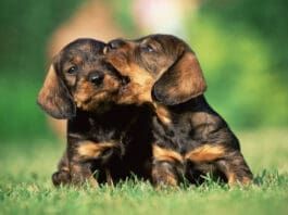 If you are looking to buy dogs be sure it is from an ethical breeder.