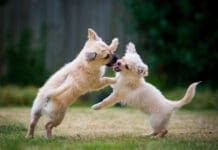 Elbow dysplasia in dogs is a developmental defect that can lead to lameness later in life.
