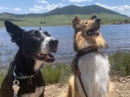 Martingale collars are designed to prevent dogs from slipping out of them.