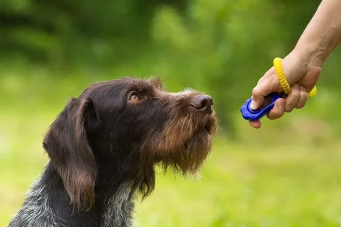 training a hunting dog with a clicker A dog being trained with a clicker.
