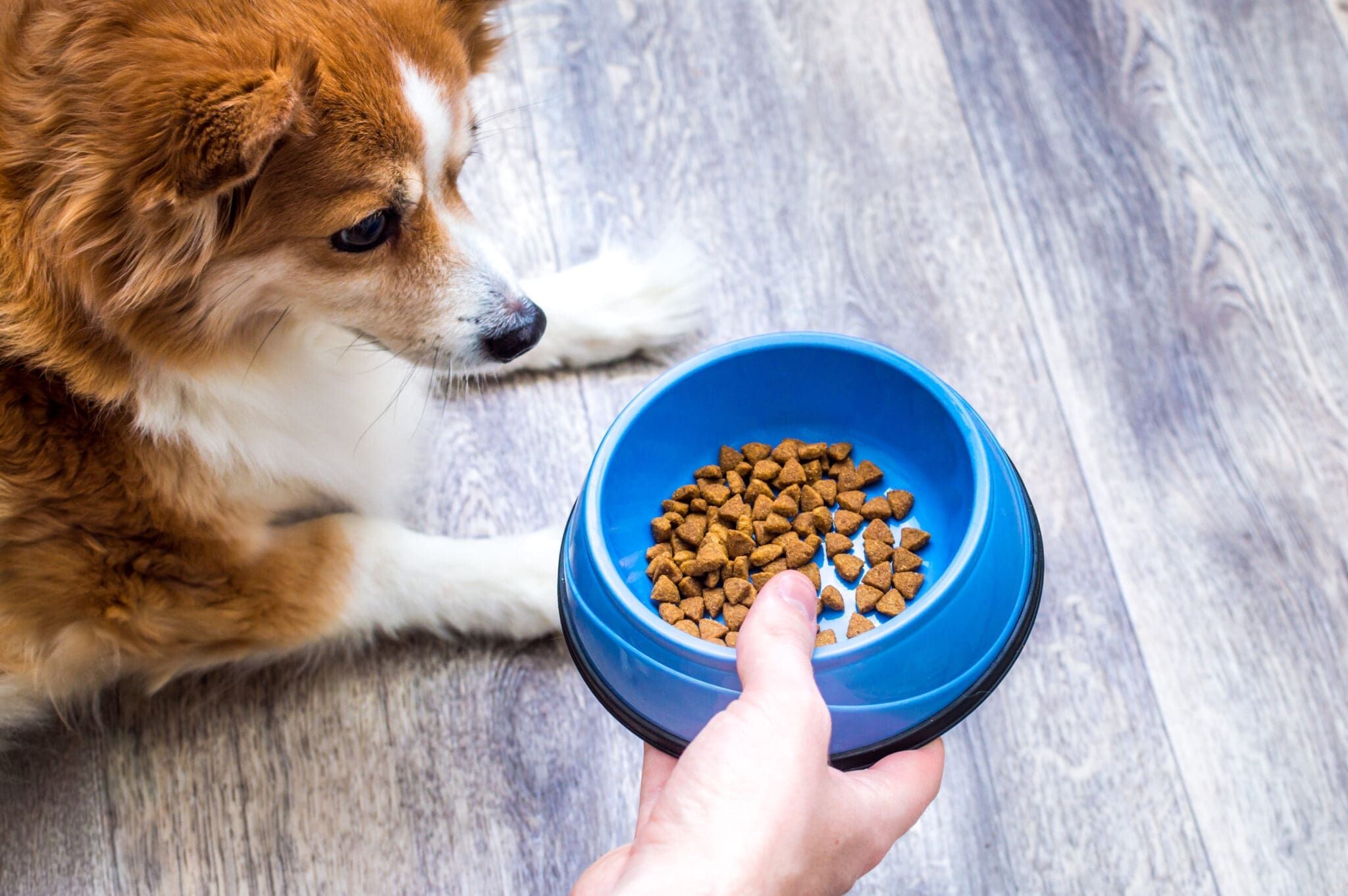 Dog Food With Probiotics Whole Dog Journal