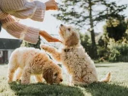 Littermate syndrome happens when one puppy receives more attention leading the other to look to their littermate for guidance.