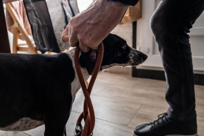 Routines can help a dog remain calm during everyday activities.