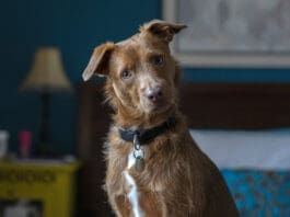 A dog farting a lot can indicate that their diet isn't best for them, or a digestive issue.