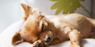 Huw many hours a dog sleeps is determined by factors like age, size, and breed.