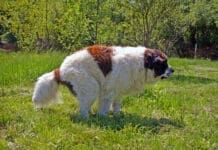 Dogs can take Miralax to deal with constipation.