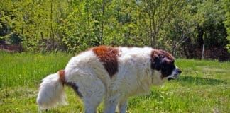 Dogs can take Miralax to deal with constipation.